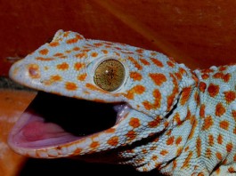 Million Rupee Reptile - Tokay Gecko