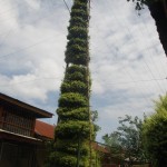 Samban-Lei-Sekpil (Duranta repens L) – Tallest Topiary – Guiness Book Of Records (8)