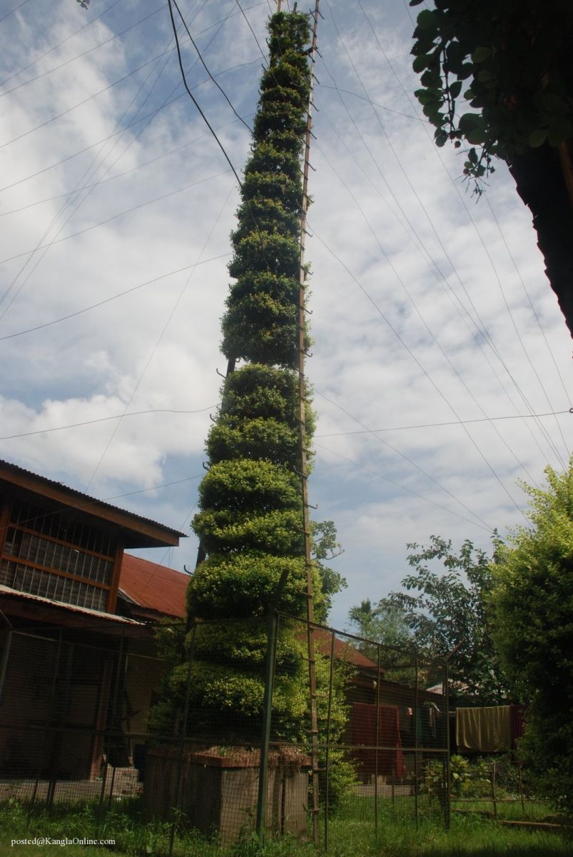 Samban-Lei-Sekpil (Duranta repens L) - Tallest Topiary - Guiness Book Of Records (9)