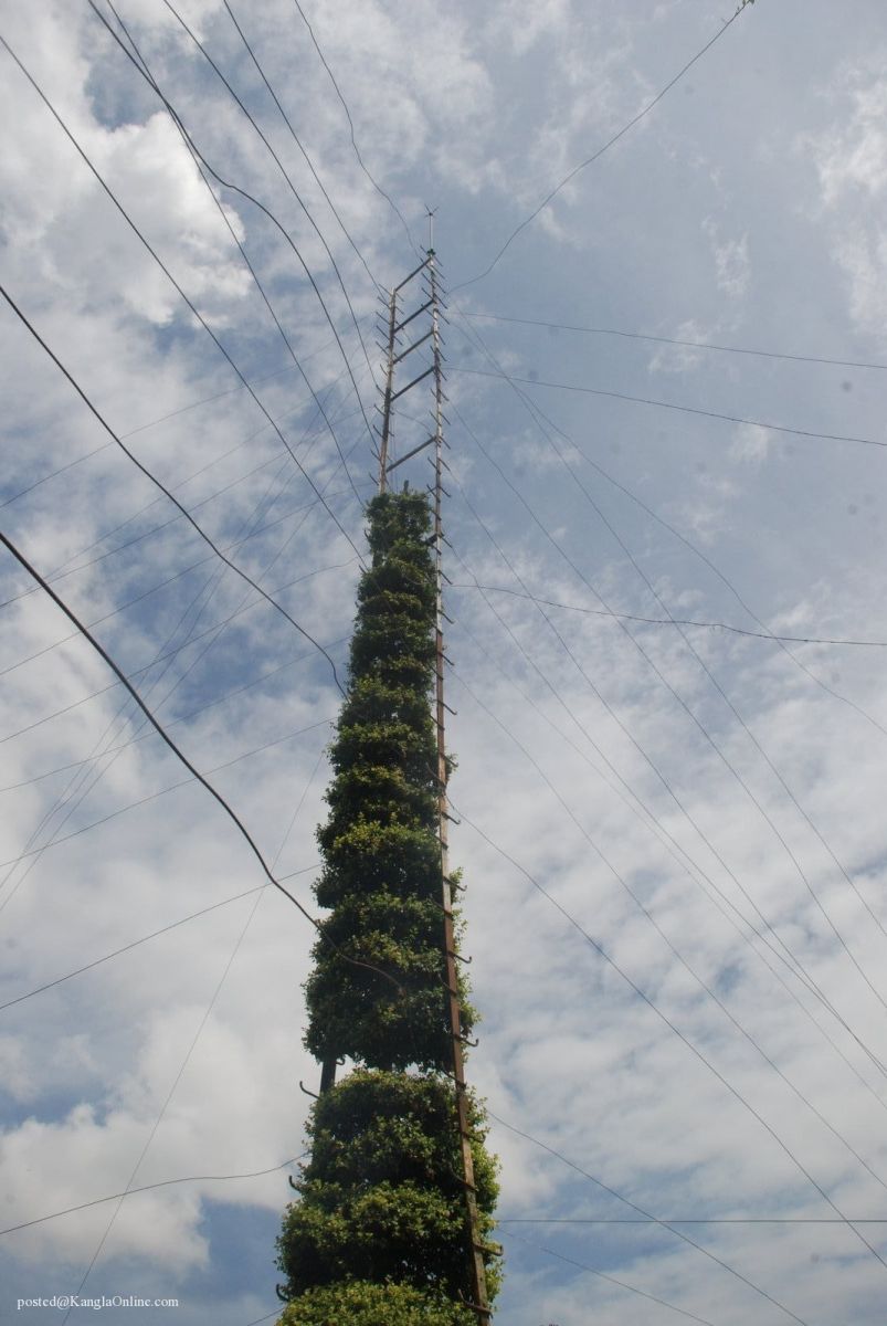 Samban-Lei-Sekpil (Duranta repens L) - Tallest Topiary - Guiness Book Of Records (9)