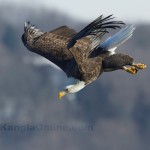 Bald Eagle Fishing Pictures at Lock and Dam No. 14 is located near LeClaire, Iowa on the Upper Mississippi River , United States