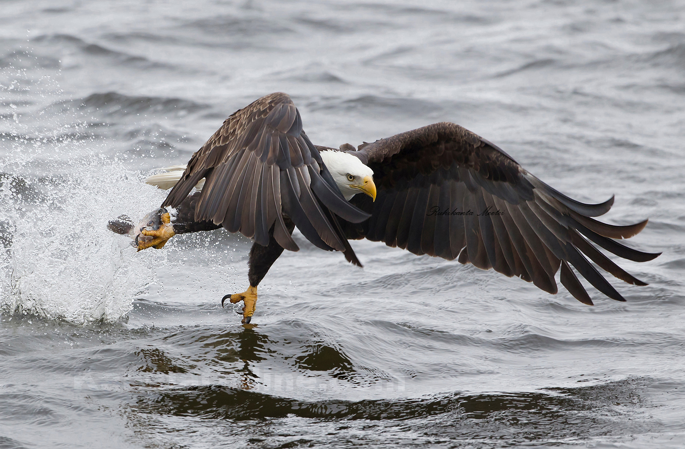 Bald Eagle Fishing Pictures at Lock and Dam No. 14 is located near LeClaire, Iowa on the Upper Mississippi River , United States