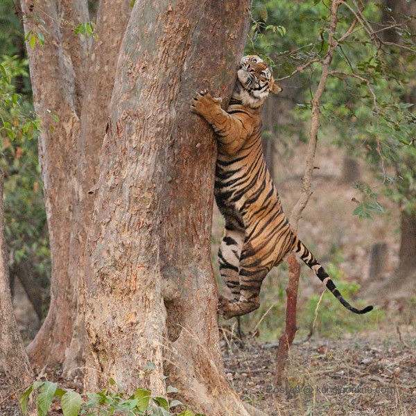 Royal Bengal Tiger - Panthera Tigris
