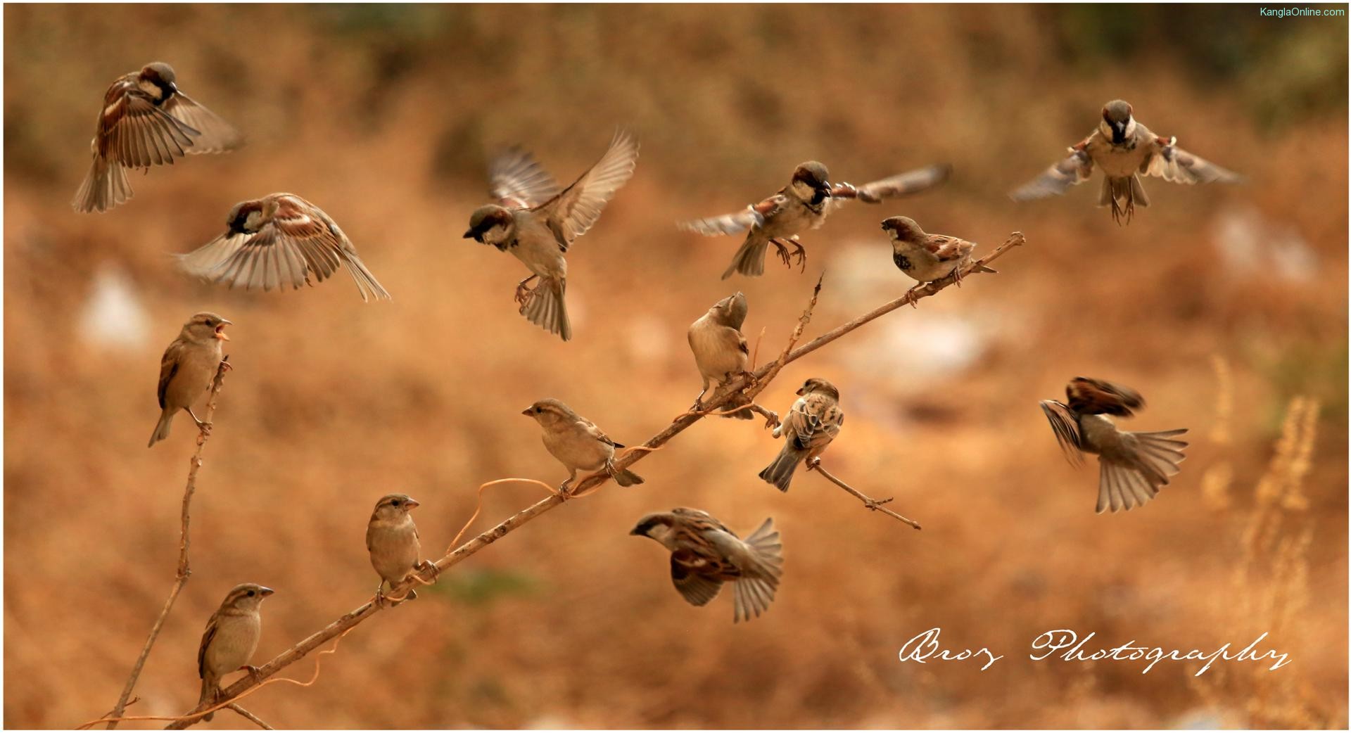 World Sparrow Day - Passeridae - Ningombam Brojendro Meitei - Photography Manipur