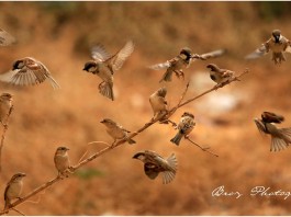 World Sparrow Day - Passeridae - Ningombam Brojendro Meitei - Photography Manipur
