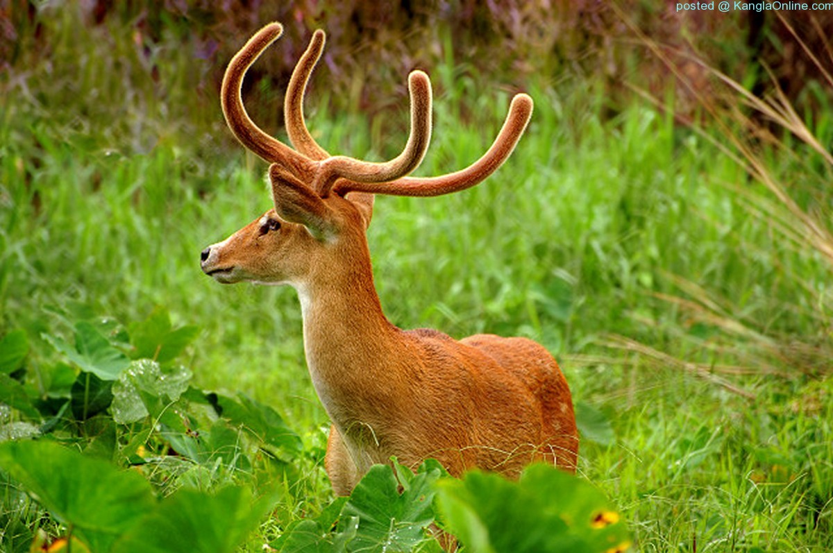 Sangai - Brow Antlered Deer - Panolia Eldi Eldi 