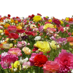 flower_farm_png_file___use_anywhere_by_theartist100-d6jee4n