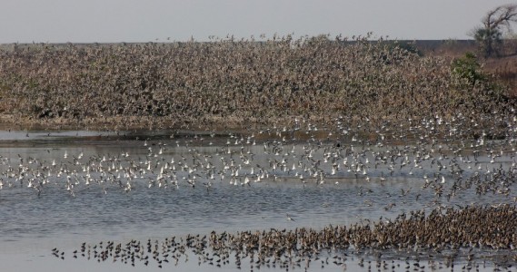 Congregation of Waders (Photo: Parveen Shaikh)