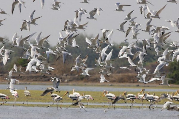 Congregation of terns at NRI Wetland (Photo: Parveen Shaikh)