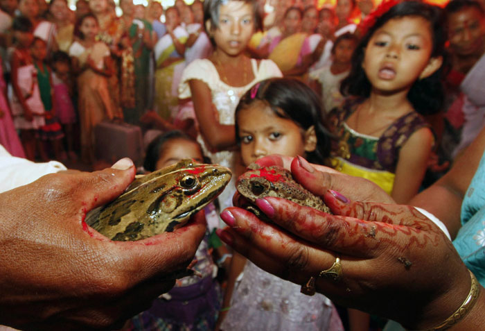 The frog marriage is a traditional ritual observed by the rural folk to appease the gods to bring in rain and ensure a good harvest. (Source: Reuters/File) 