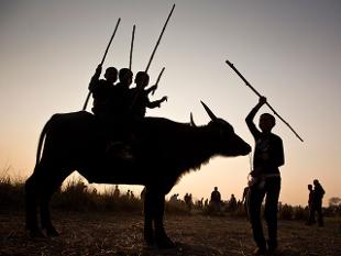 In Magh Bihu celebration (which is held in month of January) the bulbul/ buffalo fights are organised as a part of the age old tradition. 